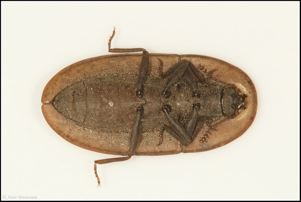 Coleoptera d''Israele - ID Request for Cossyphus